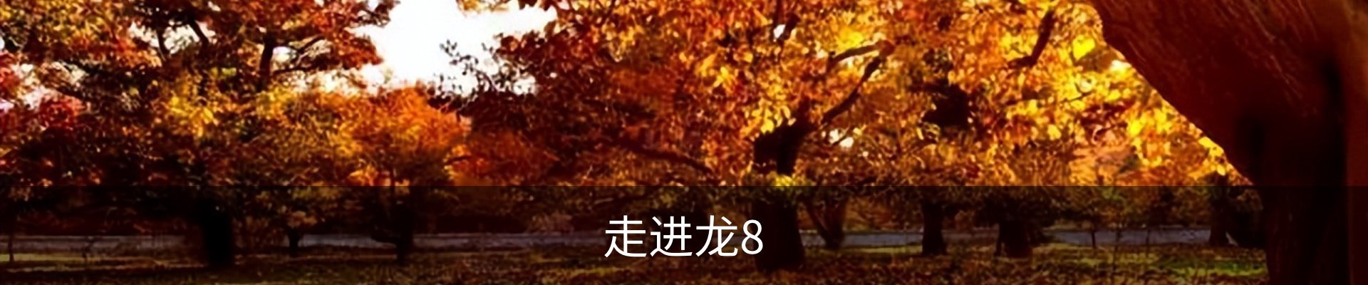走进龙8